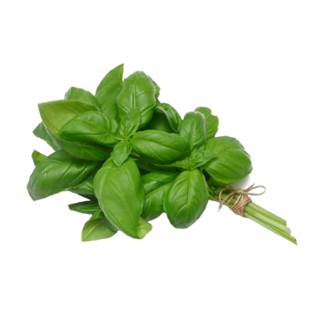 Basilic