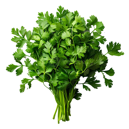Coriande