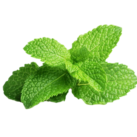 Menthe