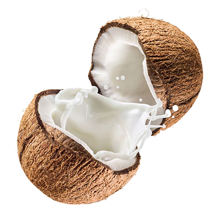 Noix de Coco (jeune)
